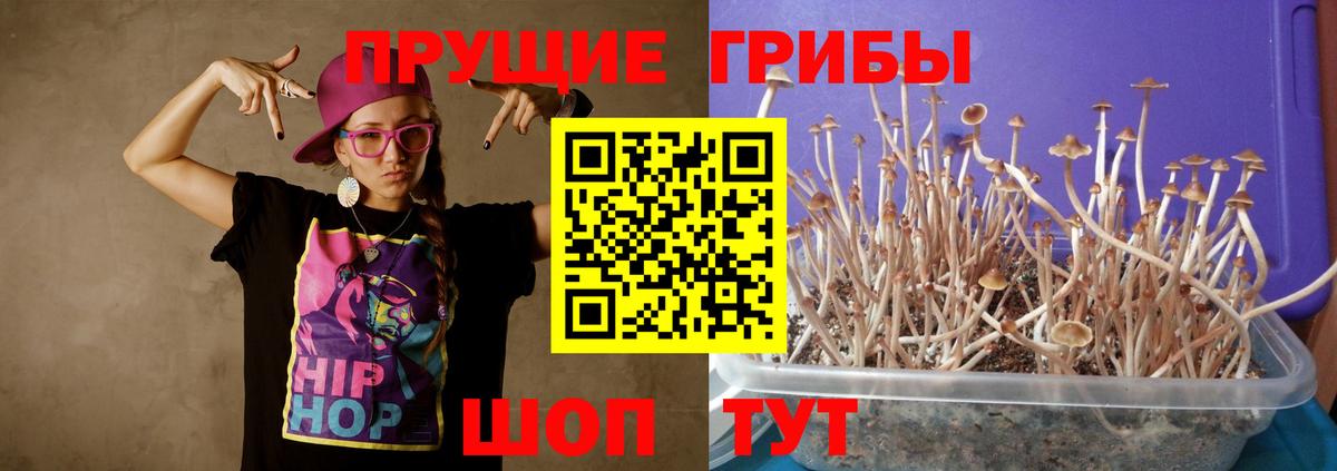 Галлюциногенные грибы Psilocybe Зерноград